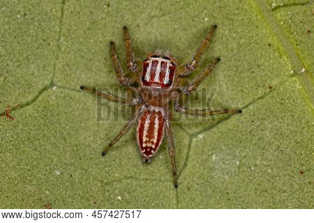 Small Female Jumping Spider Of The Genus Chira