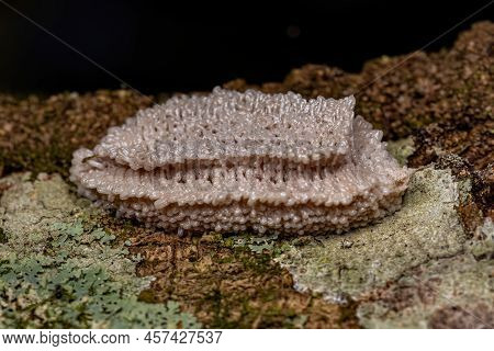 Small Planthopper Eggs Of The Superfamily Fulgoroidea