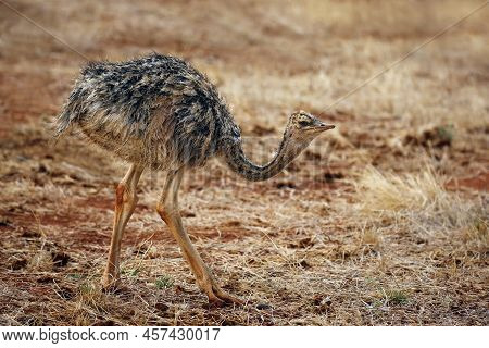 Little Chick Of Common Ostrich (struthio Camelus). Ngutuni, Tsavo East, Kenya