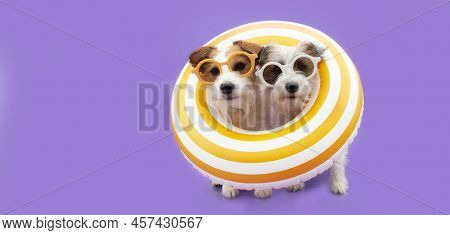 Dog Summer. Two Jack Russell Inside A  Yellow Ring Inflatable. Isolated On Purple Background