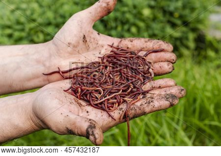Breeding Red Worms Dendrobena. Fertile Soil. Natural Soil Improvement. Fishing Worms. Worms In The H