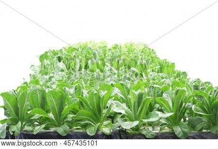 Lettuce Is Organic, Clean, Safe, Free Of Chemicals, And Fresh Green On A White Background.