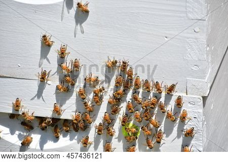 Beekeper Hive Surrounded By Bees On A Farm Used For Plant Pollination.