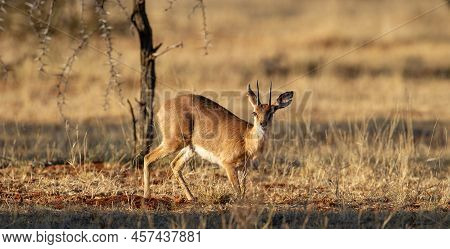 Steenbok (raphicerus Campestris) Mokala National Park, South Africa