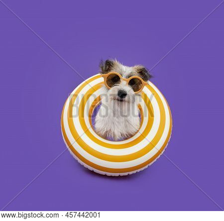 Portrait Puppy Dog Summer. Jack Russell Inside Of An Inflatable. Isolated On Purple Background