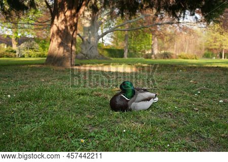 Duck Sitting In Green Grass Alone Chilling