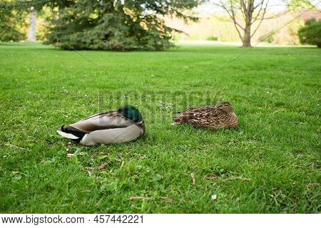 Two Ducks Sitting In Green Grass Sleeping