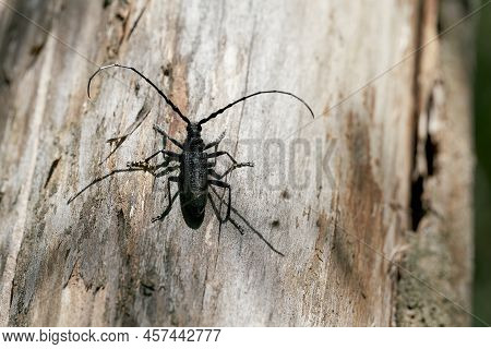 Capricorn Beetle Cerambyx Scopolii On A Tree Trunk In A Forest In Germany