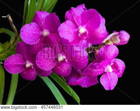 Pink Vanda Orchid Against A Black Background