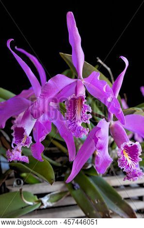 Pink Cattleya Orchid Blooms Against A Monocolor Background