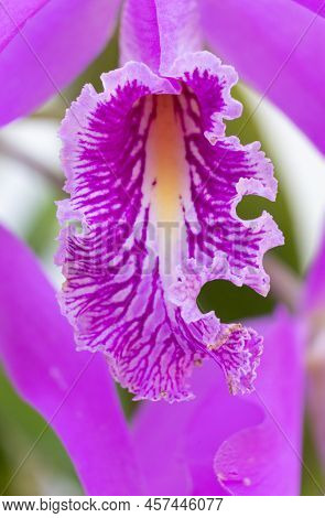 Pink cattleya orchid blooms against a monocolor background