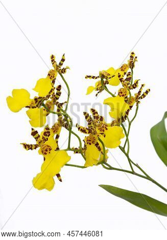 Yellow Dendrobrium Orchid Against A White Background
