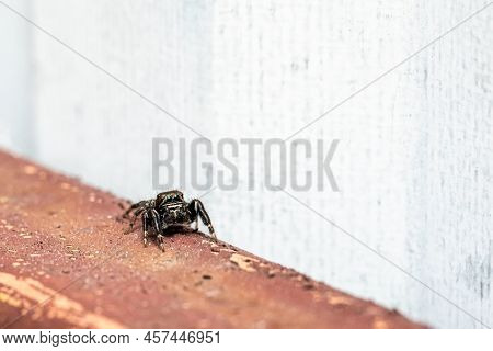 Hyllus Semicupreus Jumping Spider. Small Jumping Spider