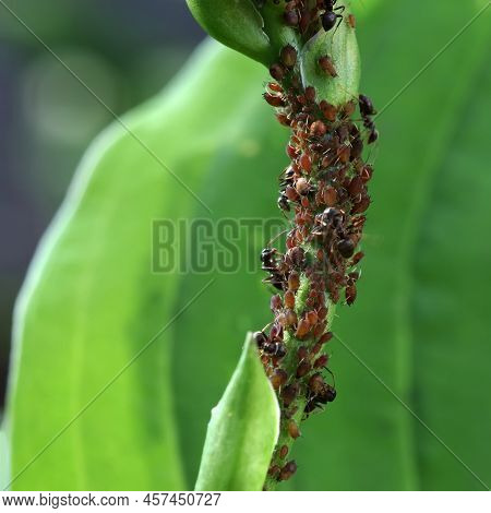 Aphids On The Hosta Stalk. Parasitic Insects That Sucks Sap From Plants. Ants Guard Their Aphids. Se