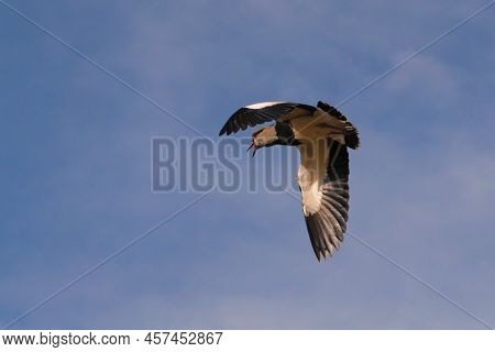 Southern Lapwing (vanellus Chilensis) In Flight, Spotted Near San Rafael, Mendoza, Argentina. The Sh
