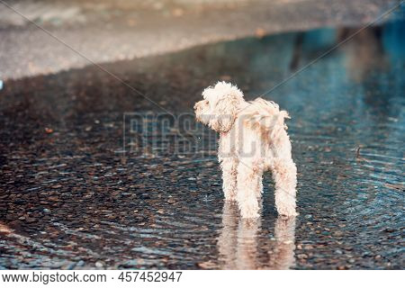 White Bishon Walking On The Water In A Park In Sunny Summer Day