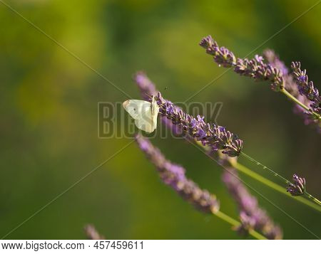 Cabbage White Butterfly Foraging On A Lavender Flower
