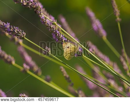 Cabbage White Butterfly Foraging On A Lavender Flower, Nature Concept