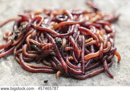Breeding Red Worms Dendrobena. Fertile Soil. Natural Soil Improvement. Fishing Worms