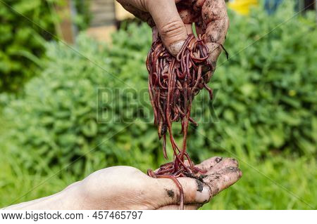 Breeding Red Worms Dendrobena. Fertile Soil. Natural Soil Improvement. Fishing Worms. Worms In The H