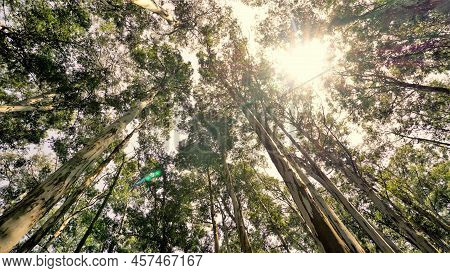 Beautiful Ant View Of Eucalyptus Trees In Forest And With Bright Sunlight Background In Sky At Gudal