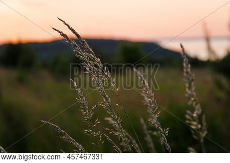 Agrostis Gigantea In Sunset Light In Summer Meadow, Selective Focus. Wild Grass Closeup In Warm Ligh