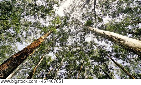 Beautiful Ant View Of Eucalyptus Trees In Forest And With Clear Sky Background In Sky At Gudalur To