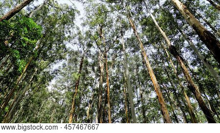 Beautiful Ant View Of Eucalyptus Trees In Forest And With Clear Sky Background In Sky At Gudalur To