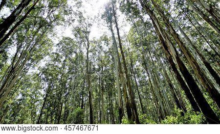 Beautiful Ant View Of Eucalyptus Trees In Forest And With Clear Sky Background In Sky At Gudalur To