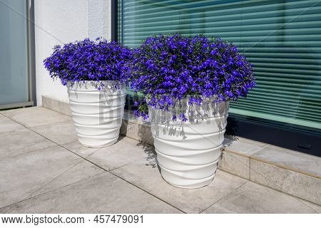 Lobelia Erinus Or Edging Lobelia Or Garden Lobelia With Fine Blue Flowers, The Most Popular Seasonal
