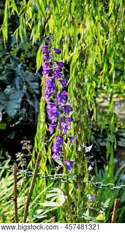 Closeup Of Beautiful Flowers Of Delphinium Elatum Also Known As Alpine Delphinium, Candle Larkspur,