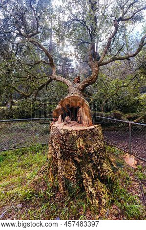 Anti Establishment Tree Vandalism In Melbourne Australia