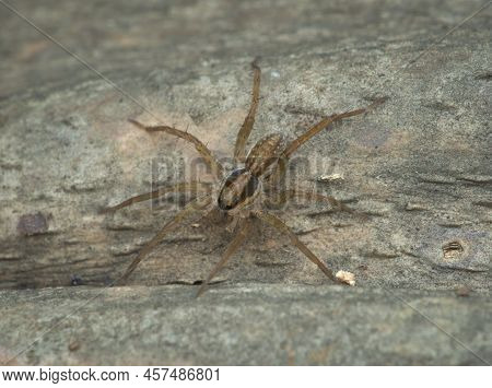 A Pirate Wolf Spider On The Wood