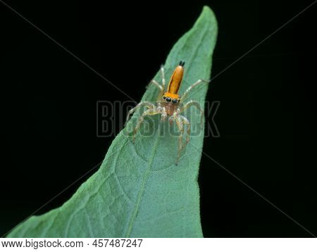 Beautiful Little Orange Jumping Spider On The Leaf