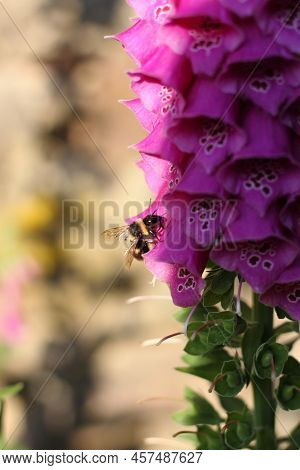 Wild Foxglove Flower, Digitalis Purpurea. Beautiful Flower Against Stone Wall, Focus On Humble-bee  