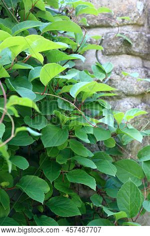 Natural Background Of Green Leaves Of Schizandra Chinensis Plant. Focus On Leaves Against Stone Wall