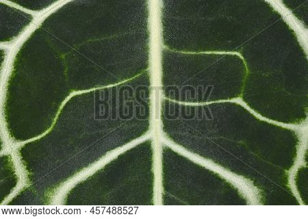 Close Up Of Tropical 'anthurium Clarinervium' Houseplant Leaf