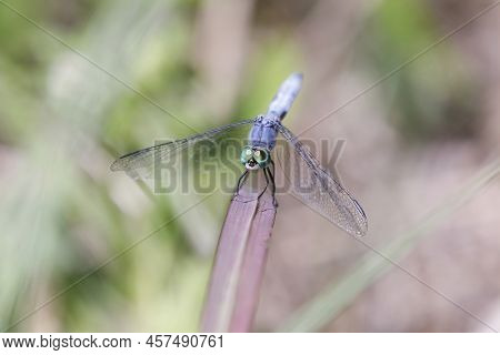 Western Pondhawk Adult Male. Santa Clara County, California, Usa.