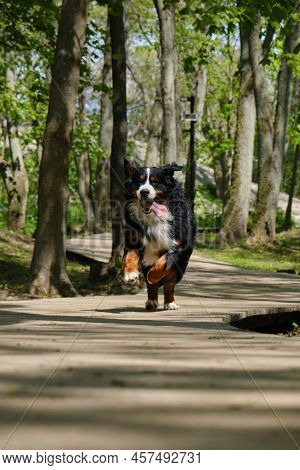 Happy Zennenhund Dog In The Forest Park Running