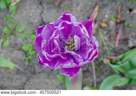 One Purple Tulip Negrita Double Flower - Close Up. Nature, Floral, Blooming And Gardening Concept