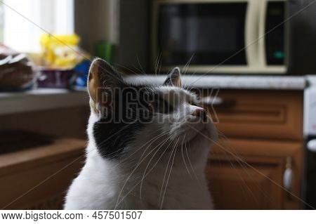 Portrait Of A Cat In The Dark Close Up