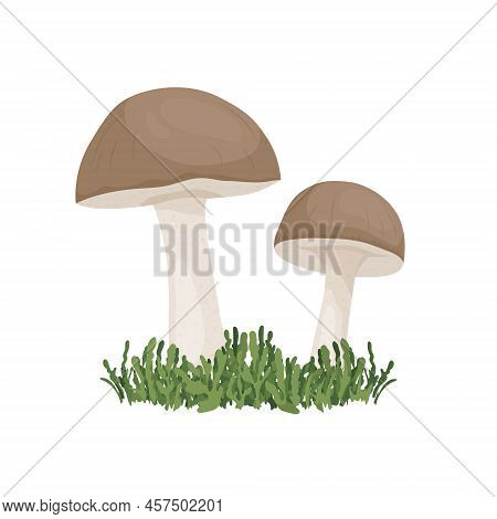 Vector Birch Mushroom Isolated On White. Hand Drawn Cartoon Birch, Porcini Mushrooms. Design Templat