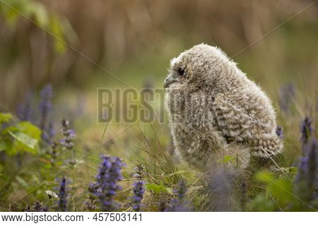 Tawny Owl - Strix Aluco - Juvenile Just Out From The Nest. Czech Republic. Green Meadow With Flower 