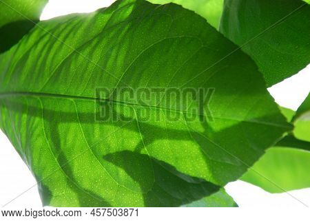 A Bright Green Lemon Leaf On Which The Shadow Of The Stem Falls. Close-up On A Green Lemon Leaf, Thr