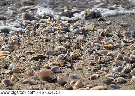 Seashells On Seashore Randomly Washed Up At Waters Edge.