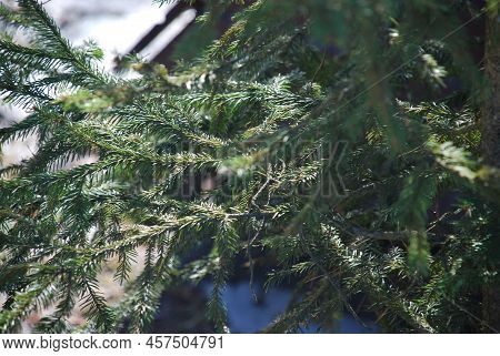 Evergreen Spruce Needles On Thin Branches. Close-up On Long Emerald Spruce Needles Growing On Thin B