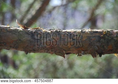 Part Of A Thick, Horizontally Growing Pine Branch. A Pine Branch With Bark Of Different Shades Of Br