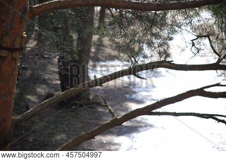Pine Brown Branches Above The Light-flooded Path. A Sunny Spring Day, Light Floods The Path Along Th