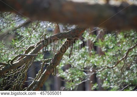 Part Of A Thick, Horizontally Growing Pine Branch. A Pine Branch With Bark Of Different Shades Of Br