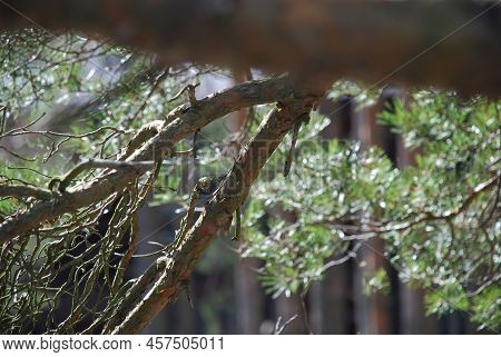Part Of A Thick Growing Pine Branch. A Pine Branch With Bark Of Different Shades Of Brown, Against A